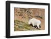 Wa, Alpine Lakes Wilderness, Ingalls Lake Area, Nanny Goat-Jamie And Judy Wild-Framed Photographic Print