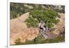 Wa, Alpine Lakes Wilderness, Twisted Fir Tree, Near Mount Stuart-Jamie And Judy Wild-Framed Photographic Print