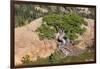 Wa, Alpine Lakes Wilderness, Twisted Fir Tree, Near Mount Stuart-Jamie And Judy Wild-Framed Photographic Print