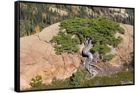 Wa, Alpine Lakes Wilderness, Twisted Fir Tree, Near Mount Stuart-Jamie And Judy Wild-Framed Stretched Canvas