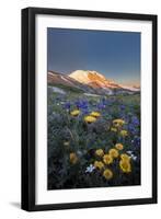 WA. Alpine wildflowers Dwarf Lupine, Tolmie's Saxifrage and Alpine Golden Daisy-Gary Luhm-Framed Photographic Print