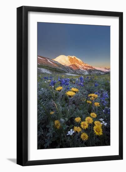 WA. Alpine wildflowers Dwarf Lupine, Tolmie's Saxifrage and Alpine Golden Daisy-Gary Luhm-Framed Photographic Print