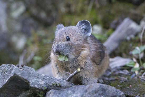 'WA. American Pika, a herbivore related to rabbits, eats vegetation at ...