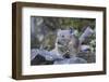 WA. American Pika, a herbivore related to rabbits, eats vegetation at Mt. Rainier NP.-Gary Luhm-Framed Photographic Print