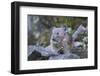 WA. American Pika, a herbivore related to rabbits, eats vegetation at Mt. Rainier NP.-Gary Luhm-Framed Photographic Print