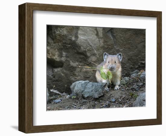 WA. American Pika (Ochotona princeps) harvests vegetation for winter cache at Mt. Rainier NP.-Gary Luhm-Framed Photographic Print