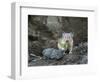 WA. American Pika (Ochotona princeps) harvests vegetation for winter cache at Mt. Rainier NP.-Gary Luhm-Framed Photographic Print