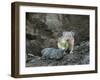 WA. American Pika (Ochotona princeps) harvests vegetation for winter cache at Mt. Rainier NP.-Gary Luhm-Framed Photographic Print