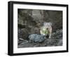 WA. American Pika (Ochotona princeps) harvests vegetation for winter cache at Mt. Rainier NP.-Gary Luhm-Framed Photographic Print