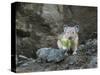 WA. American Pika (Ochotona princeps) harvests vegetation for winter cache at Mt. Rainier NP.-Gary Luhm-Stretched Canvas