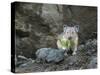 WA. American Pika (Ochotona princeps) harvests vegetation for winter cache at Mt. Rainier NP.-Gary Luhm-Stretched Canvas