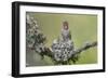 WA. Anna's Hummingbird (Calypte anna) female feeding two chicks at nest in Marymoor Park, Redmond.-Gary Luhm-Framed Photographic Print