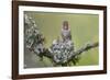 WA. Anna's Hummingbird (Calypte anna) female feeding two chicks at nest in Marymoor Park, Redmond.-Gary Luhm-Framed Photographic Print