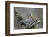 WA. Anna's Hummingbird (Calypte anna) female feeding two chicks at nest in Marymoor Park, Redmond.-Gary Luhm-Framed Photographic Print