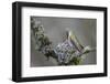 WA. Anna's Hummingbird (Calypte anna) female feeding two chicks at nest in Marymoor Park, Redmond.-Gary Luhm-Framed Photographic Print