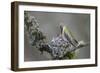 WA. Anna's Hummingbird (Calypte anna) female feeding two chicks at nest in Marymoor Park, Redmond.-Gary Luhm-Framed Photographic Print