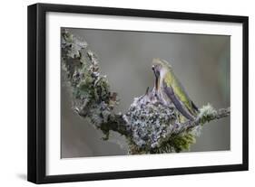 WA. Anna's Hummingbird (Calypte anna) female feeding two chicks at nest in Marymoor Park, Redmond.-Gary Luhm-Framed Photographic Print