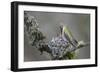 WA. Anna's Hummingbird (Calypte anna) female feeding two chicks at nest in Marymoor Park, Redmond.-Gary Luhm-Framed Photographic Print