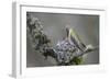 WA. Anna's Hummingbird (Calypte anna) female feeding two chicks at nest in Marymoor Park, Redmond.-Gary Luhm-Framed Photographic Print