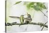 WA. Anna's Hummingbird gets ready to feed a just-fledged chick on a branch-Gary Luhm-Stretched Canvas