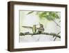 WA. Anna's Hummingbird gets ready to feed a just-fledged chick on a branch-Gary Luhm-Framed Photographic Print