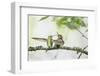 WA. Anna's Hummingbird gets ready to feed a just-fledged chick on a branch-Gary Luhm-Framed Photographic Print