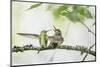 WA. Anna's Hummingbird gets ready to feed a just-fledged chick on a branch-Gary Luhm-Mounted Photographic Print