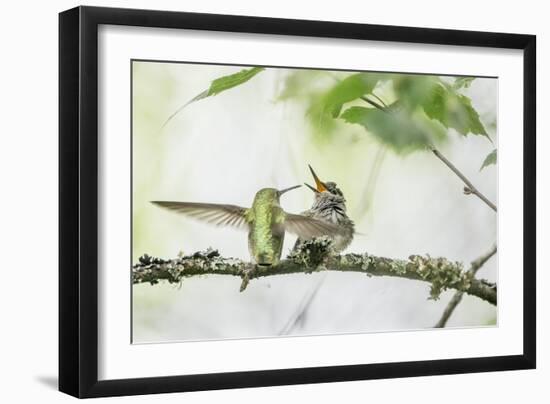 WA. Anna's Hummingbird gets ready to feed a just-fledged chick on a branch-Gary Luhm-Framed Photographic Print