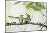 WA. Anna's Hummingbird gets ready to feed a just-fledged chick on a branch-Gary Luhm-Mounted Photographic Print