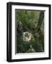 WA. Anna's Hummingbird nest with two coffee-bean-sized eggs on a tree branch-Gary Luhm-Framed Photographic Print