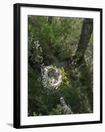 WA. Anna's Hummingbird nest with two coffee-bean-sized eggs on a tree branch-Gary Luhm-Framed Photographic Print