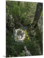 WA. Anna's Hummingbird nest with two coffee-bean-sized eggs on a tree branch-Gary Luhm-Mounted Photographic Print