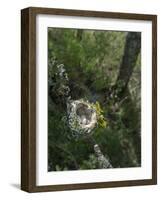 WA. Anna's Hummingbird nest with two coffee-bean-sized eggs on a tree branch-Gary Luhm-Framed Photographic Print