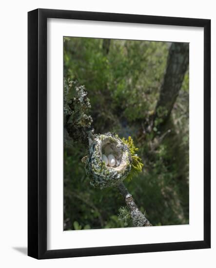 WA. Anna's Hummingbird nest with two coffee-bean-sized eggs on a tree branch-Gary Luhm-Framed Photographic Print