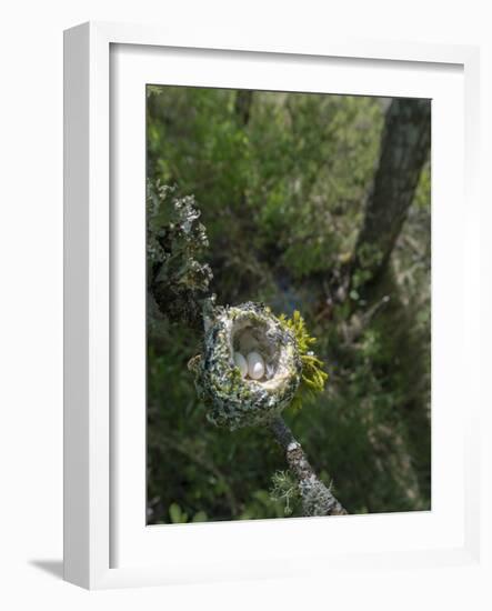 WA. Anna's Hummingbird nest with two coffee-bean-sized eggs on a tree branch-Gary Luhm-Framed Photographic Print