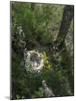 WA. Anna's Hummingbird nest with two coffee-bean-sized eggs on a tree branch-Gary Luhm-Mounted Photographic Print