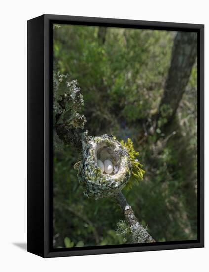 WA. Anna's Hummingbird nest with two coffee-bean-sized eggs on a tree branch-Gary Luhm-Framed Stretched Canvas