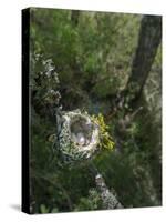 WA. Anna's Hummingbird nest with two coffee-bean-sized eggs on a tree branch-Gary Luhm-Stretched Canvas
