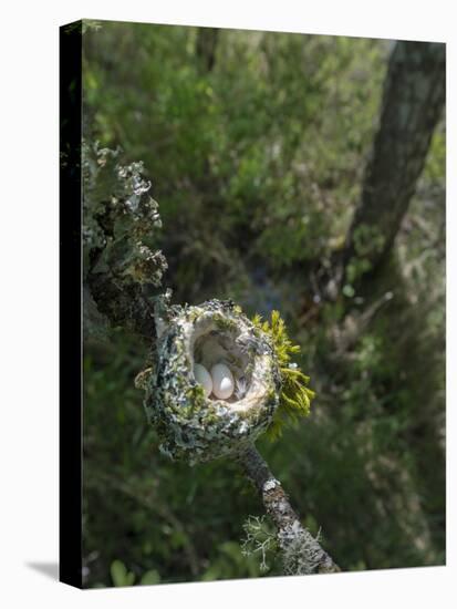 WA. Anna's Hummingbird nest with two coffee-bean-sized eggs on a tree branch-Gary Luhm-Stretched Canvas