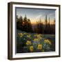 WA. Arrowleaf Balsamroot at sunrise in a meadow at Tronsen Ridge-Gary Luhm-Framed Photographic Print