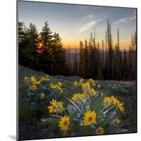 WA. Arrowleaf Balsamroot at sunrise in a meadow at Tronsen Ridge-Gary Luhm-Mounted Photographic Print