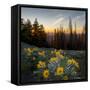 WA. Arrowleaf Balsamroot at sunrise in a meadow at Tronsen Ridge-Gary Luhm-Framed Stretched Canvas