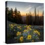 WA. Arrowleaf Balsamroot at sunrise in a meadow at Tronsen Ridge-Gary Luhm-Stretched Canvas