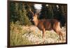 WA. Black-tailed deer, a buck in velvet, eating Avalanche Lily in a subalpine meadow at Olympic NP.-Gary Luhm-Framed Photographic Print