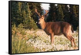 WA. Black-tailed deer, a buck in velvet, eating Avalanche Lily in a subalpine meadow at Olympic NP.-Gary Luhm-Framed Stretched Canvas
