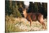 WA. Black-tailed deer, a buck in velvet, eating Avalanche Lily in a subalpine meadow at Olympic NP.-Gary Luhm-Stretched Canvas