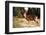 WA. Black-tailed deer, a buck in velvet, eating Avalanche Lily in a subalpine meadow at Olympic NP.-Gary Luhm-Framed Photographic Print