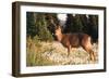 WA. Black-tailed deer, a buck in velvet, eating Avalanche Lily in a subalpine meadow at Olympic NP.-Gary Luhm-Framed Photographic Print