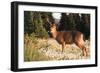 WA. Black-tailed deer, a buck in velvet, eating Avalanche Lily in a subalpine meadow at Olympic NP.-Gary Luhm-Framed Photographic Print