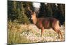 WA. Black-tailed deer, a buck in velvet, eating Avalanche Lily in a subalpine meadow at Olympic NP.-Gary Luhm-Mounted Photographic Print